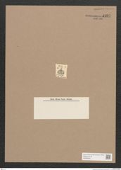 Diatomeae indet. Zeichnungen Sammlung Grunow Nr. 1325 (NHMW-BOT-W0368252)